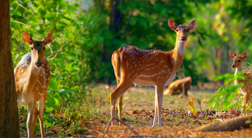 kanha national park tour package from mumbai